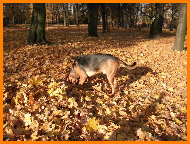 A tak jest jesienią w parku