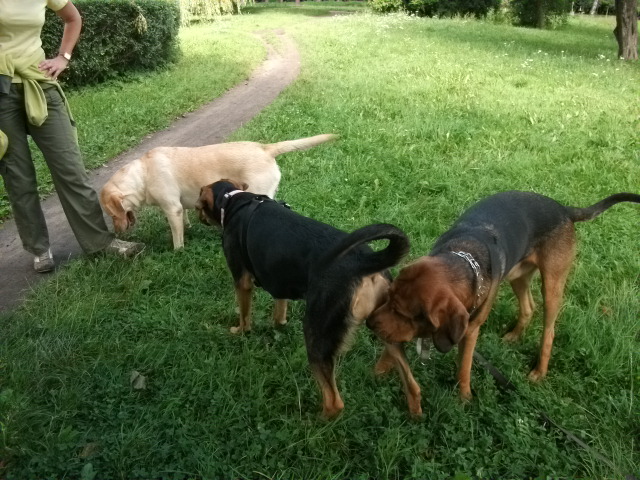 Potem natknęliśmy się na HEIDI (labradorka), która z kolei nigdy nie udziela się towarzysko i ciągle jest zaprzątnięta swoimi piłeczkami. Dlatego ARES wolał zająć się GABI.