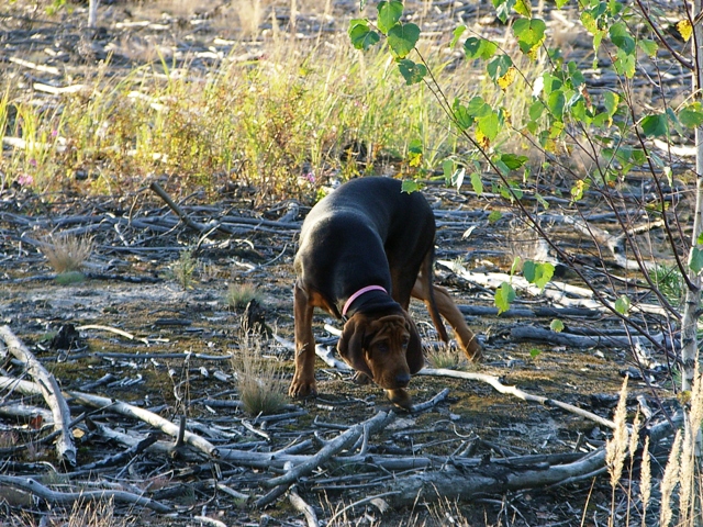 Iryda wrzesień 2011.JPG