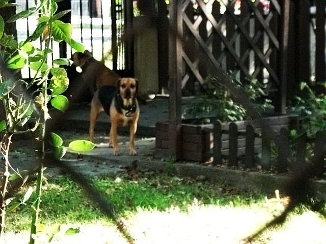 W sąsiedniej posesji (tam gdzie rósł ten dąb) mieszkała suczka przypominająca ogara, ale nieco mniejsza. Właściciele twierdzą, że to mix ogara i beagla