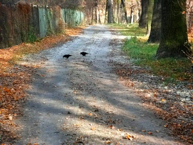 Tu było stado wron, ale zanim podeszłam z aparatem ostały się tylko dwie.