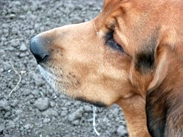 Na zakończenie jeszcze delikatnie zaglucony portrecik Aresa.