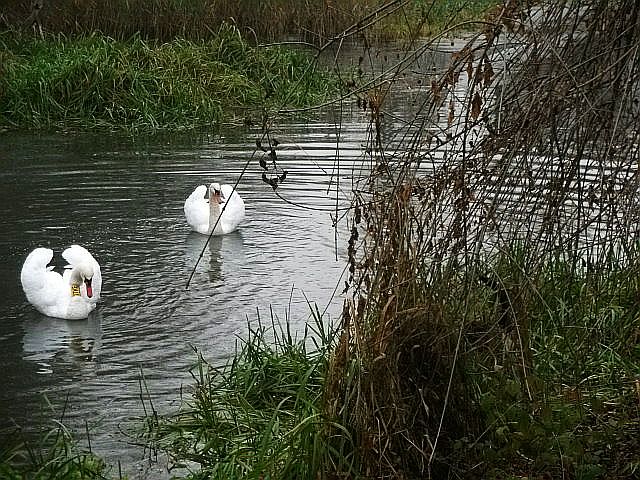 Łabędzie