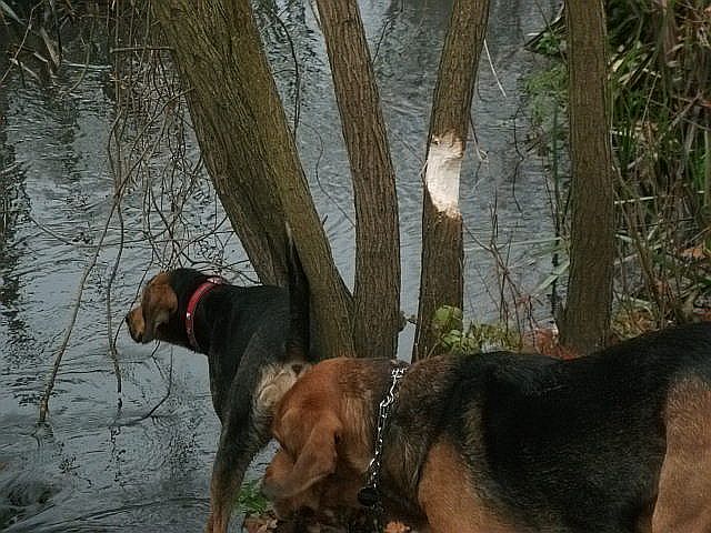 A to napoczęte drzewko przez zamieszkujące ten park bobry.