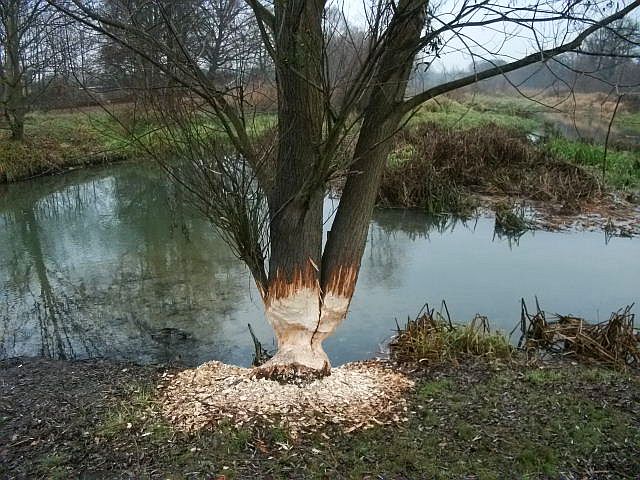 A to już znacznie podgryzione drzewo i to jak równomiernie.