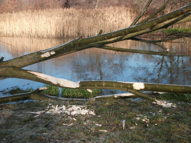 Odcięte drobniejsze konary.