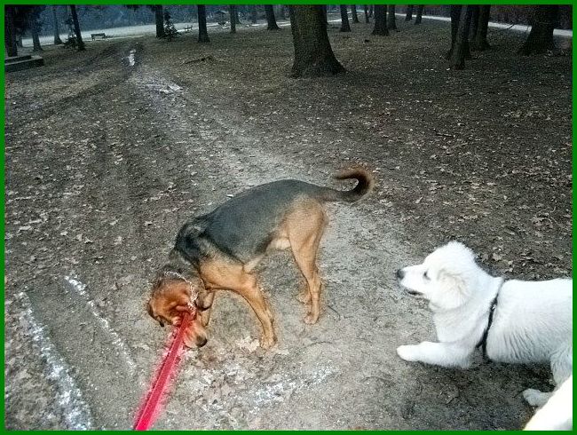 Bawili się dość długo, aż w końcu to ja przerwałam zabawę, bo już nie czułam palców u rąk mimo dwóch par rękawic. W drodze powrotnej spotkaliśmy jeszcze czteromiesięcznego owczarka podhalańskiego.