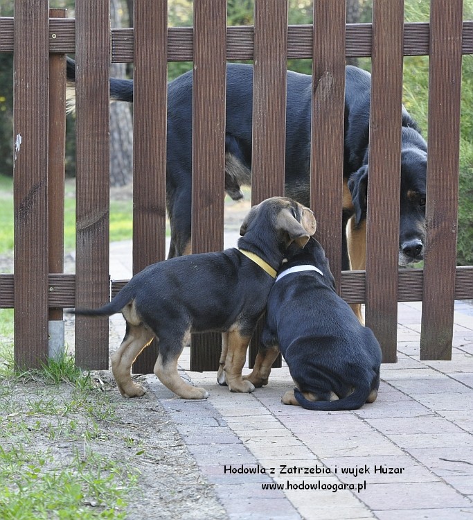 Wujcio Huzek z zaciekawieniem obniuchuje dzieciaki :)