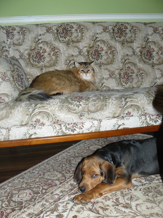 pies i kot w jednym stali domu... kot na górze a pies na dole...