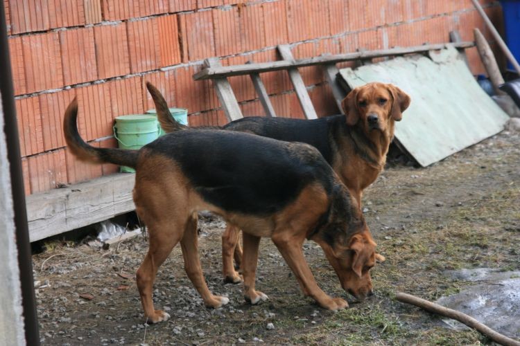 Żmiłka i Aria